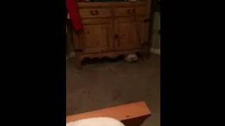 Download lagu WHEN MY DOG HEARS MY BOO'S RINGTONE!!! mp3 Download lagu WHEN MY DOG HEARS MY BOO'S RINGTONE!!! mp3