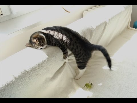 One Minute with Bobo & Nikita Cats