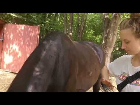 Koń gryzie i wchodzi w człowieka,roczny konik polski, spacer po lesie