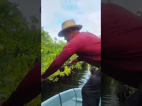 COCODRILEANDO en la Ciénaga de Zapata.