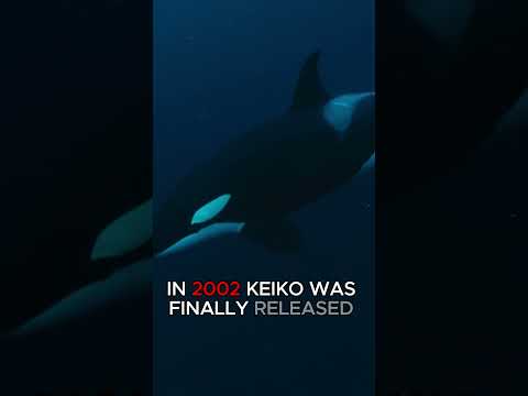 Orque keiko vers la liberté.wmv