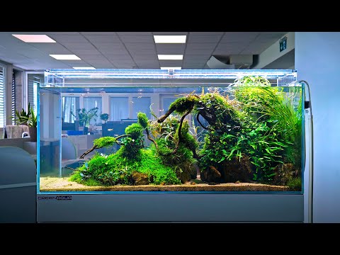 240L OFFICE AQUARIUM MAINTENANCE - 4K CINEMATIC - GREEN AQUA