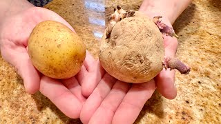 MAKE SEED POTATOES FROM GROCERY STORE POTATOES 🥔🙌
