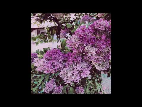 Cuco x Clairo x Bedroom Pop Type Beat -  "LOVER GIRL"