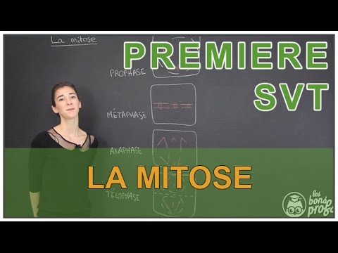 Mitosis - SVT - 1st - Les Bons Profs