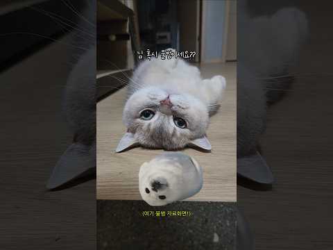 대박이네는 컨텐츠가 365일 계속 나올 밖에 없는 이유