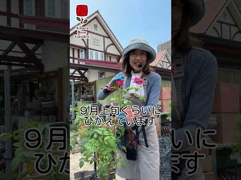 夏の間バラの茂みの開花を延ばすにはどうすればよいですか？  庭園