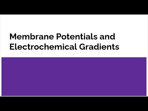 Membrane Potentials and Electrochemical Gradients