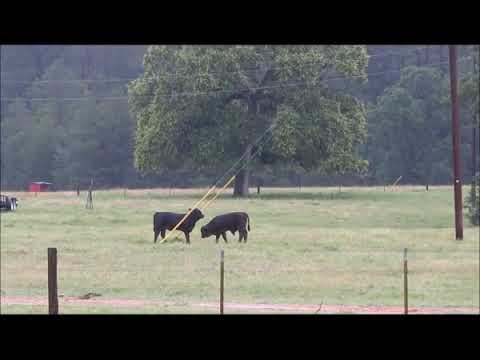 Calves Playing in Rain