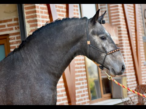VALOR DE SUSAETA - SIRED BY IMPACIENTE II - SPANISH STALLION - YEGUADA SUAETA