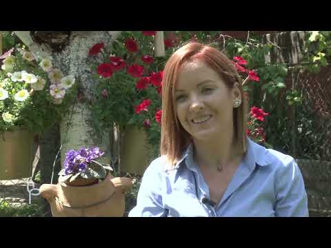 Ulog za profit ep. 44 - Musli Razmusli, paradajz iz plastenika, mini lubenice iz Kaća - 18.08.2020.