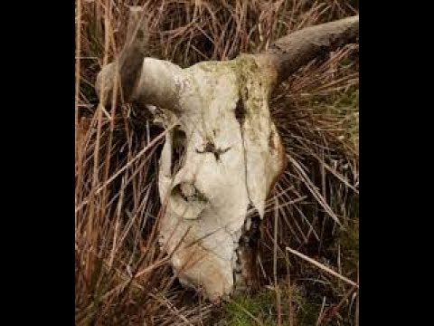 O chifre do boi Soberano - Araujoclips