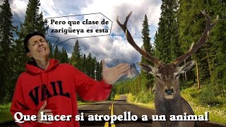 Que hacer si atropello a un animal-El blog con pelos #23