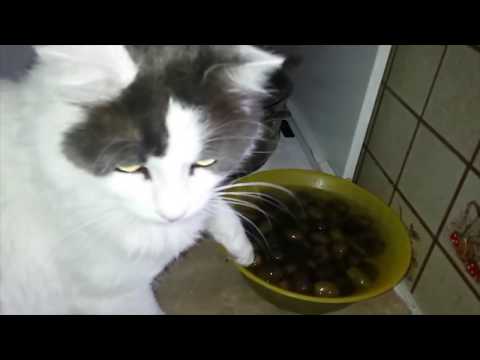 Cats and olives: 90 seconds of cats going crazy over olives and olive oil