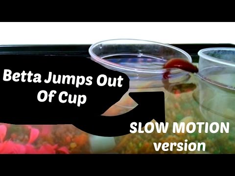 Betta fish jumping out of cup into tank [slow motion]