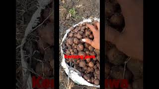 Download lagu kentang jawa mp3 Download lagu kentang jawa mp3