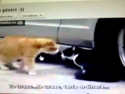 Matele care se anjura !!!