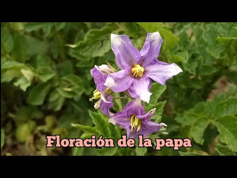 , title : 'la importancia de las flores de la papa'