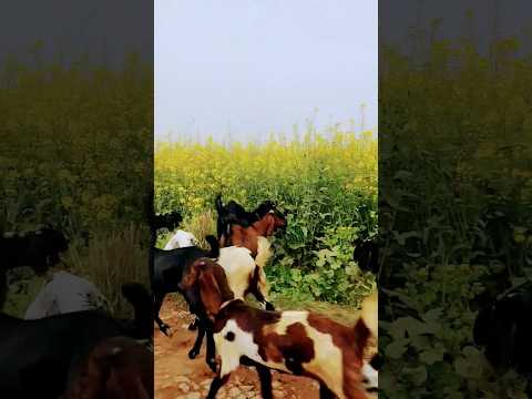 Pind || Kulbir Jhinjer || Tarsem jassar || 🐐 Goats || 🐑 sheeps || saron || Mustard flower|| trending