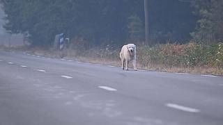 Equipo veterinario en Francia atiende las mascotas de evacuados por incendios