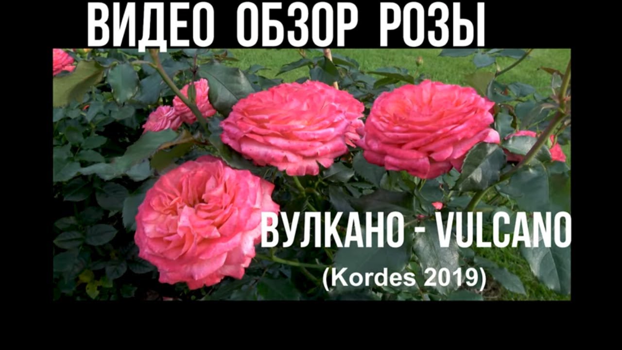 Видео обзор розы Вулкано - Vulcano (W. Kordes&#39; Söhne 2019)