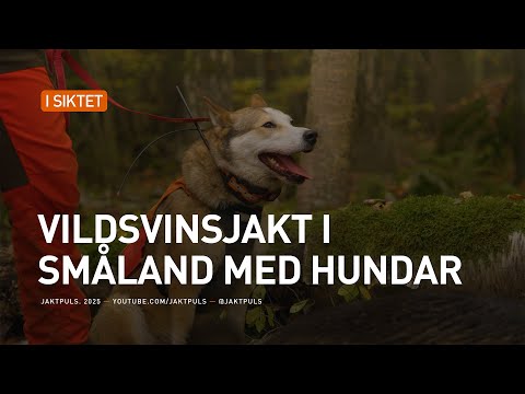 JAKTPULS - Vildsvinsjakt i småland med hundar