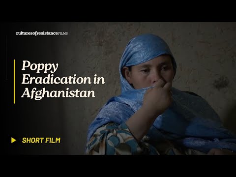 Another Failed Drug War: Poppy Eradication in Afghanistan