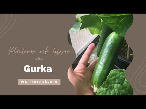 Odla gurka- Mina bästa tips