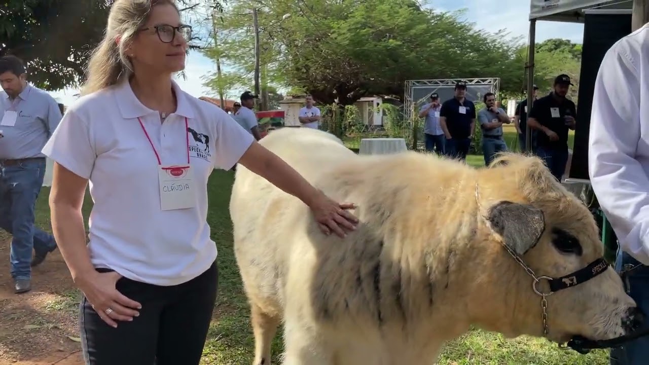 Os visitantes do Dia do Campo Speckle Park tiveram a oportunidade de ver ao vivo os exemplares de raça pura Speckle Park, avaliar a qualidade do animal, desc…