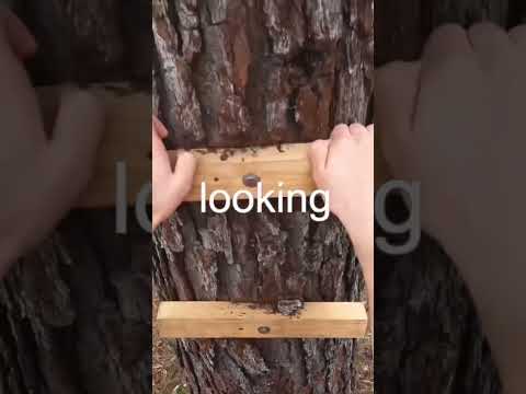 Overnight in a treehouse