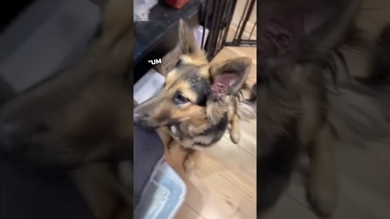 Rescue Dog NEVER Had A Permanent Home Until...