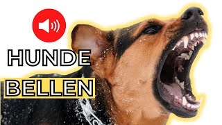 Hunde bellen sound 🐕 geräusche die Hunde bellen