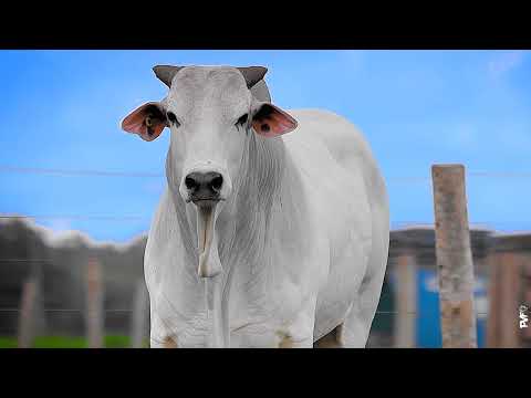 TOURO NELORE - 466 FIV ACN - ACNN 466