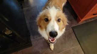 Video preview image #1 Collie-Unknown Mix Puppy For Sale in Wakefield, RI, USA