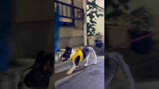 スピード違反なフレブル