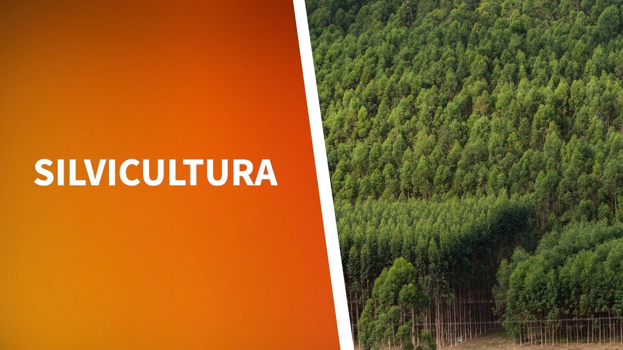 A SILVICULTURA NO BRASIL