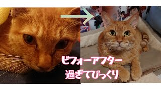 最近のしょぼたと、昔の事パート1【猫動画】【借金残74.5万】