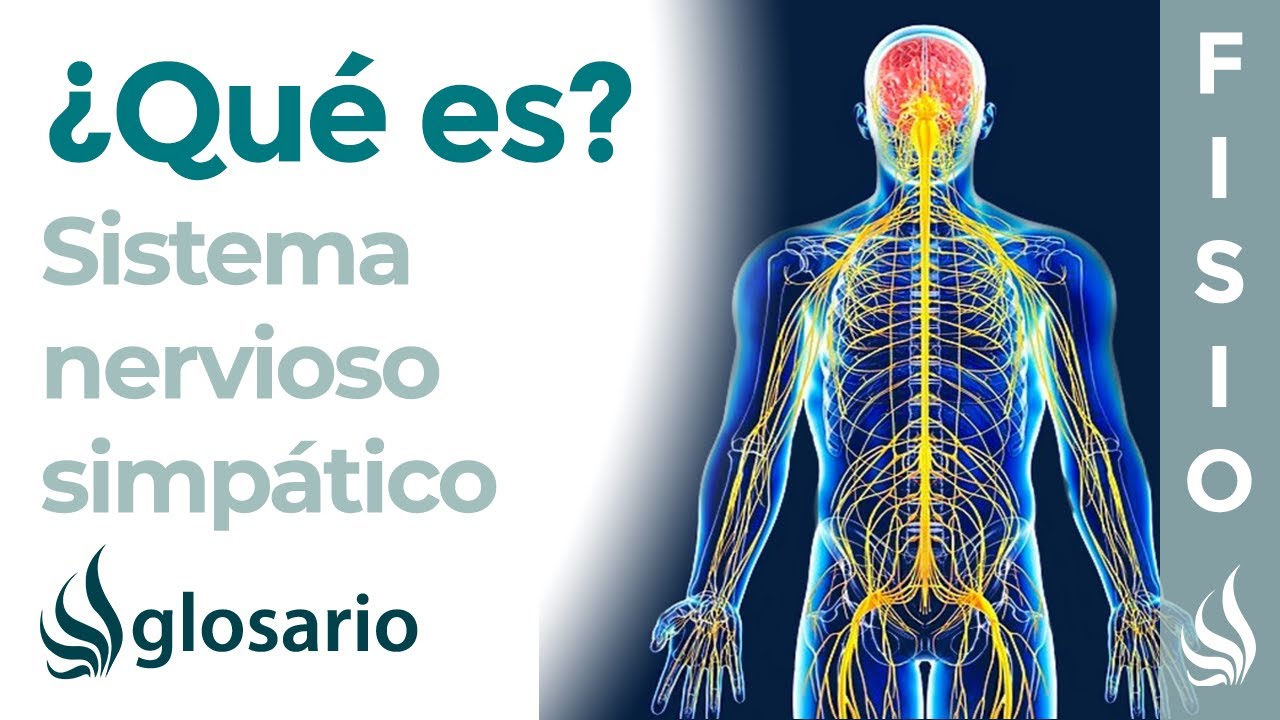 ¿A qué órganos afecta el sistema nervioso simpático?
