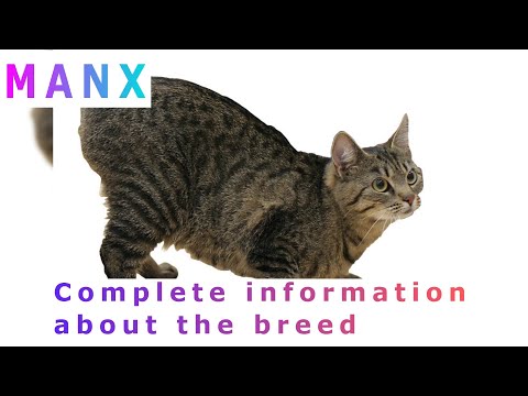 Manx. Pros and Cons, Price, How to choose, Facts, Care, History