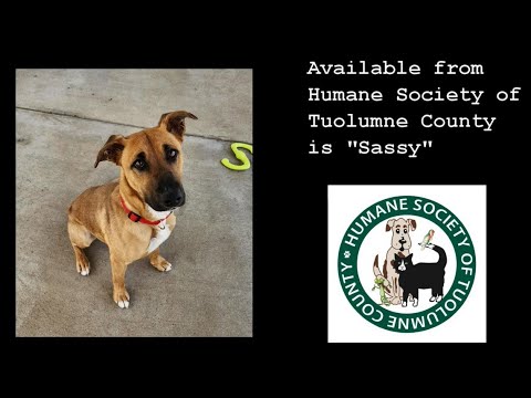 Sassy, an adoptable German Shepherd Dog & Shepherd Mix in Jamestown, CA_image-1