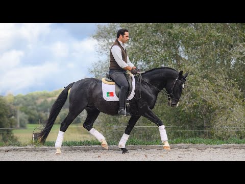 Horse for Sale |  Versatile Black Piro Free Lusitano Stallion ready to charm (REF#893)