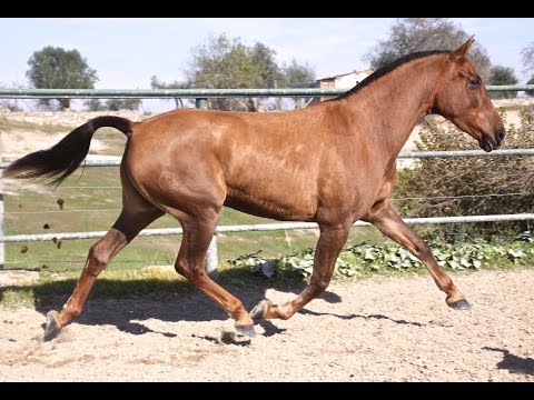 MILANA EQ - 160 CM - 4 YO - ANDALUSIAN CHESTNUT MARE