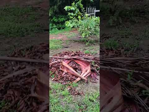 de ferias na com.Saubinha Coari Amazonas