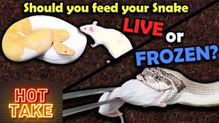 Our HOT TAKE on Feeding Snakes Live vs Frozen Prey!