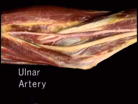 comment renforcer ses arteres