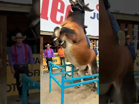 Crazy brahman bull😳 #brahman #brahmanbull #bull #wild #wildanimals #wildlife #yellowstone #animal