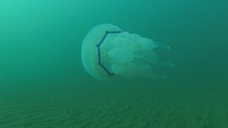 Медузы Черного моря. Подводный Крым.