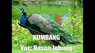 Download lagu kumbang-Hasan jabung mp3