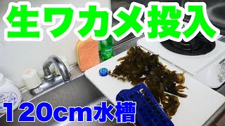 【海水魚動画】海水魚水槽に生ワカメ入れたら魚たちは食べるのか！？＃225