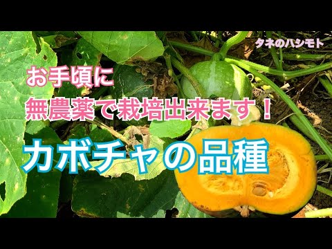 , title : 'カボチャの放任栽培【農薬が要らない】　　タネのハシモト'